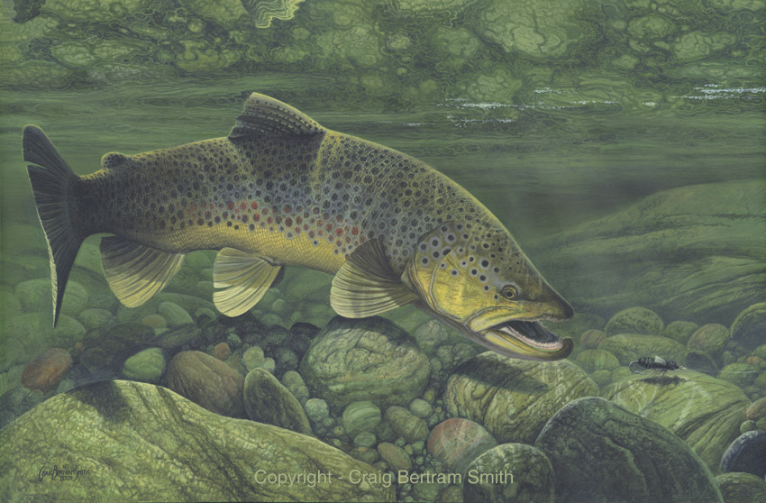 Brown Trout Fish Underwater Image Pictures Becuo