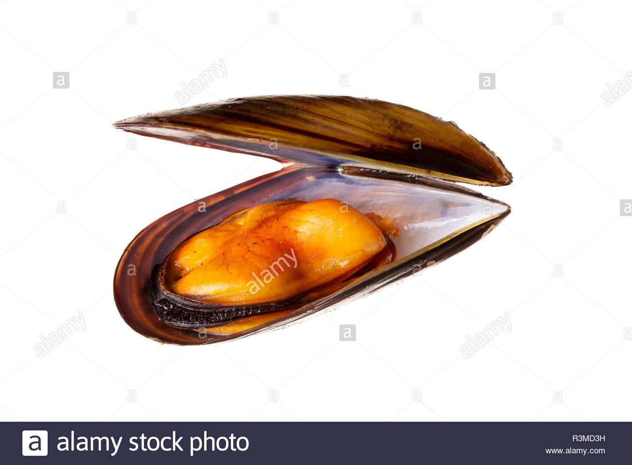 Cooked Mussels Isolated On White Background Mytilidae