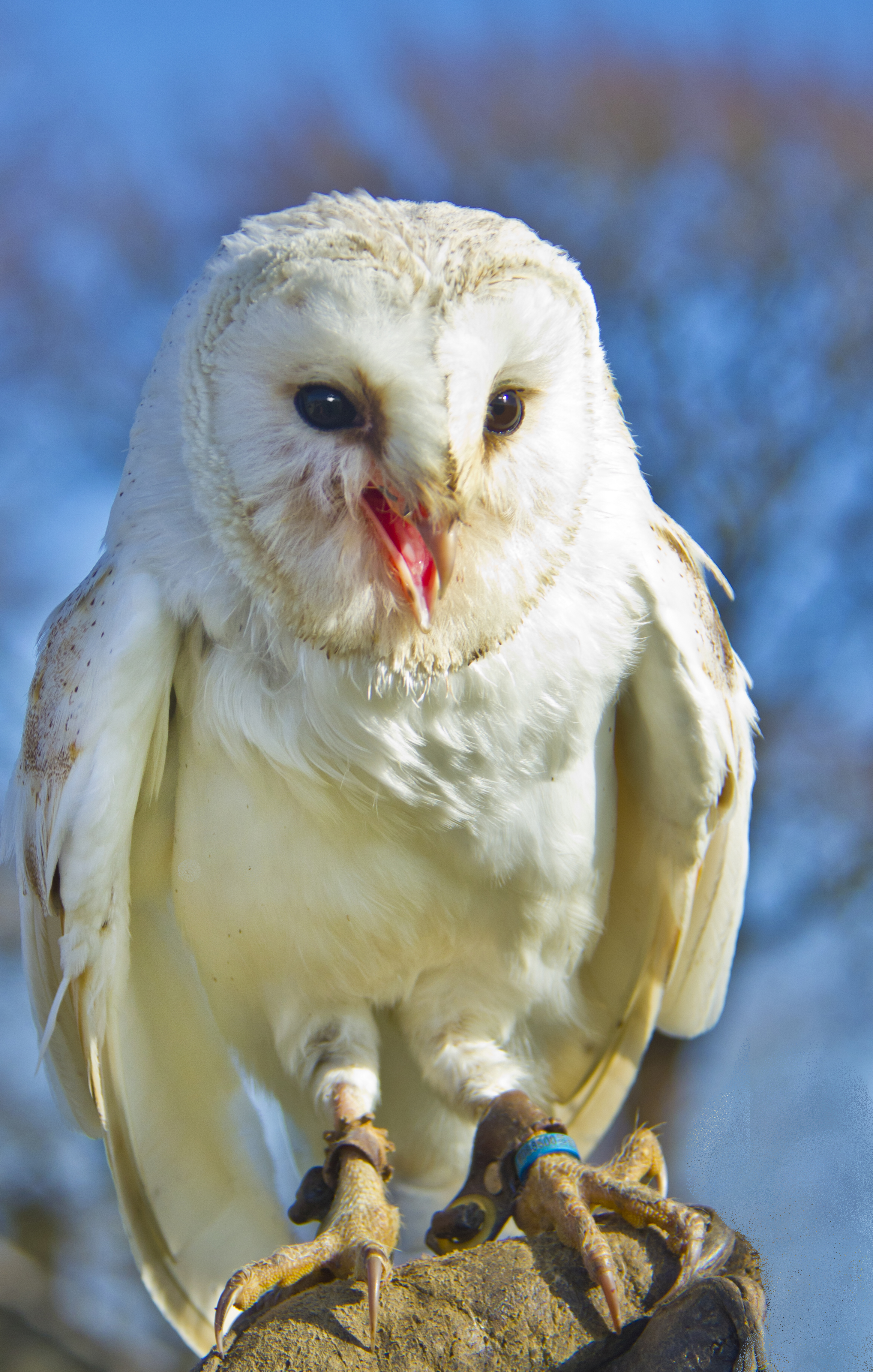 Wallpaper Barn Owl Owls