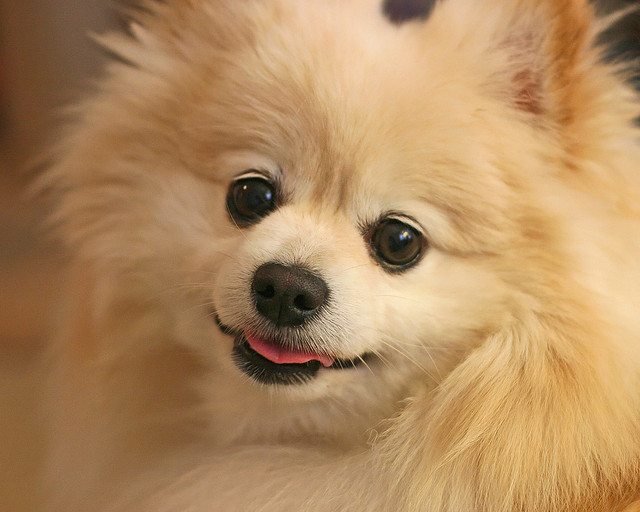 Cute Pomeranian Dog Wallpaper And Funny Animal M5x Eu