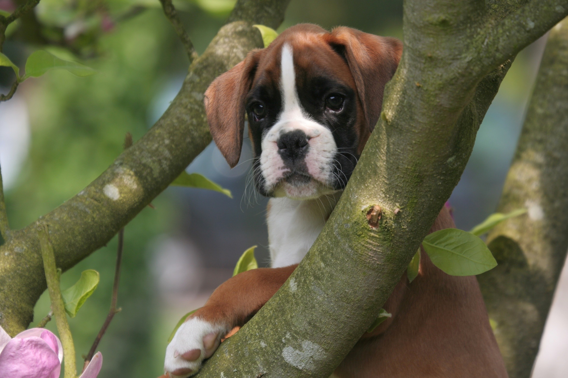 Lovely Boxer Puppies Wallpaper High Definition Quality