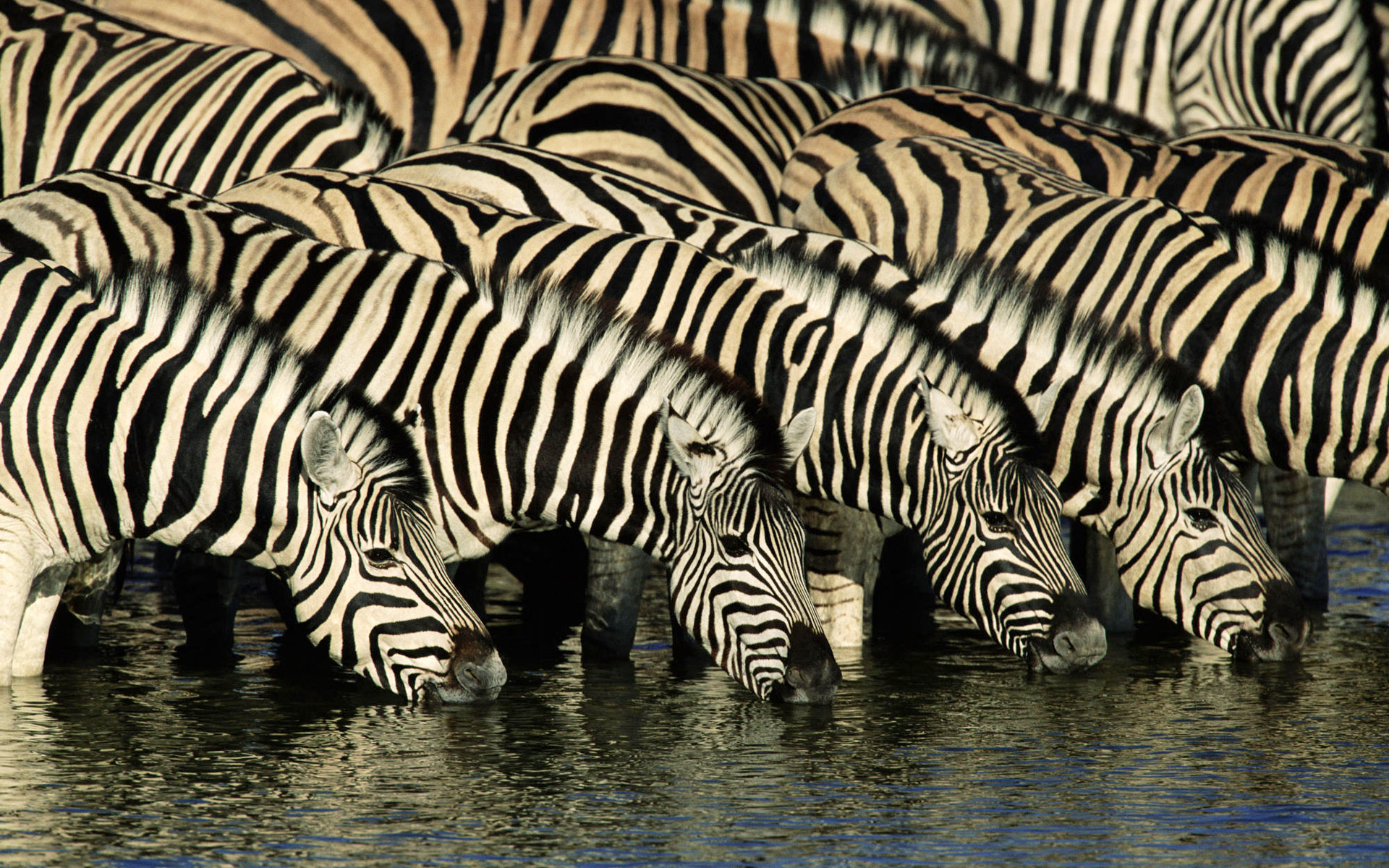 Orignal Version Wild Zebras Africa