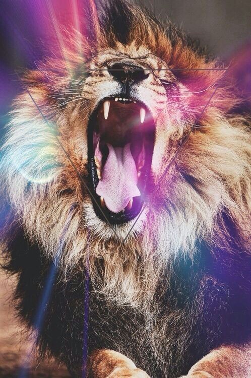 animal background hipster lion wallpaper