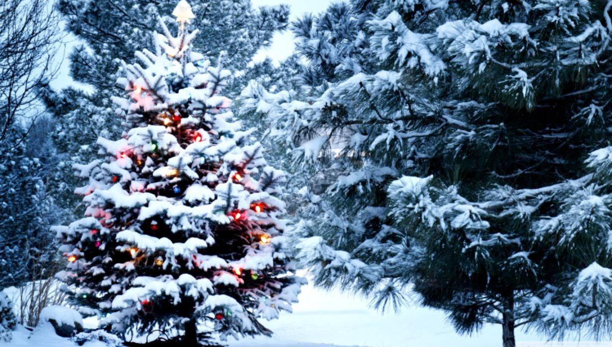 A Serene Winter Wonderland As Snow Covered Christmas