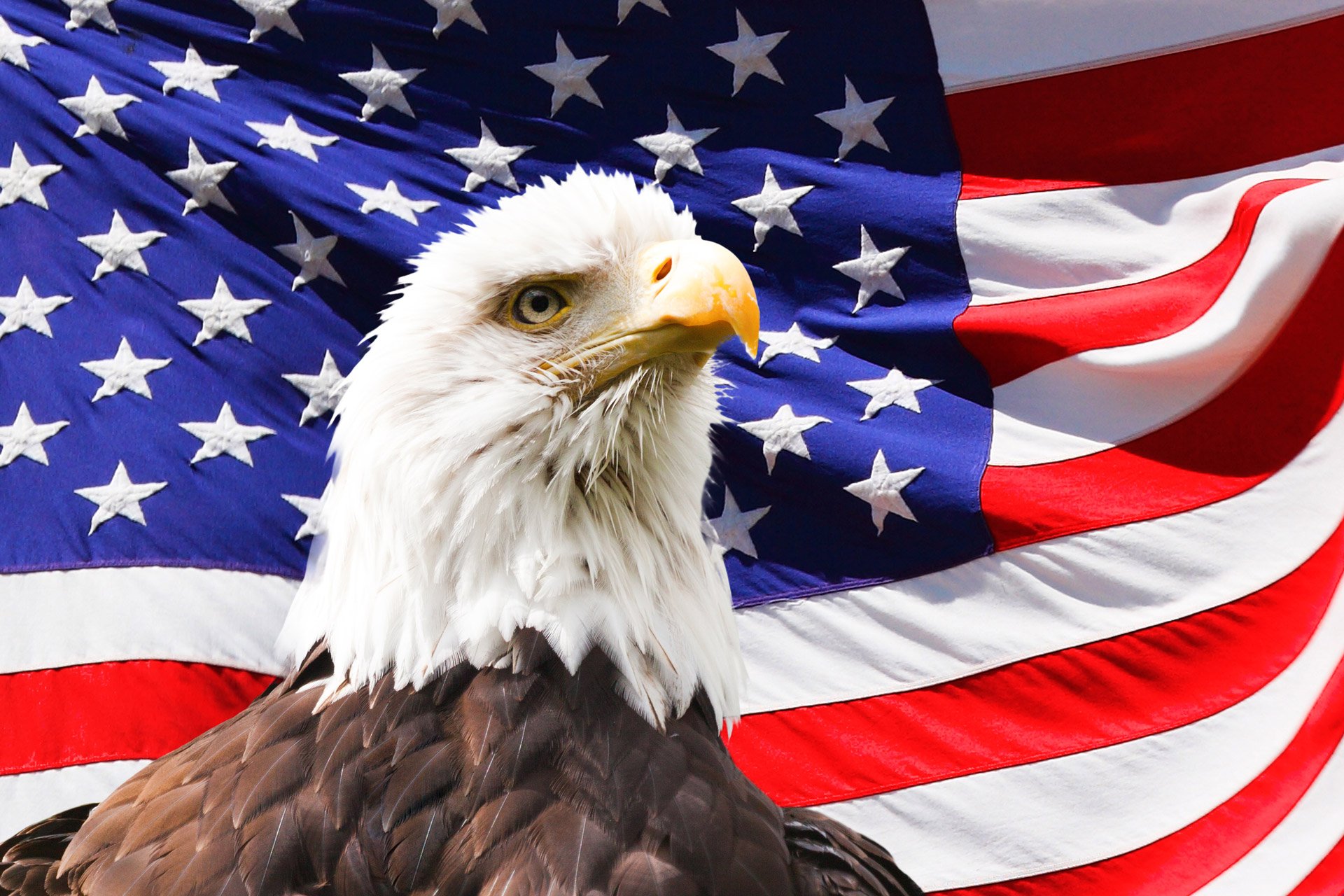 Bald Eagle And A Flag Free Stock Photo HD   Public Domain Pictures