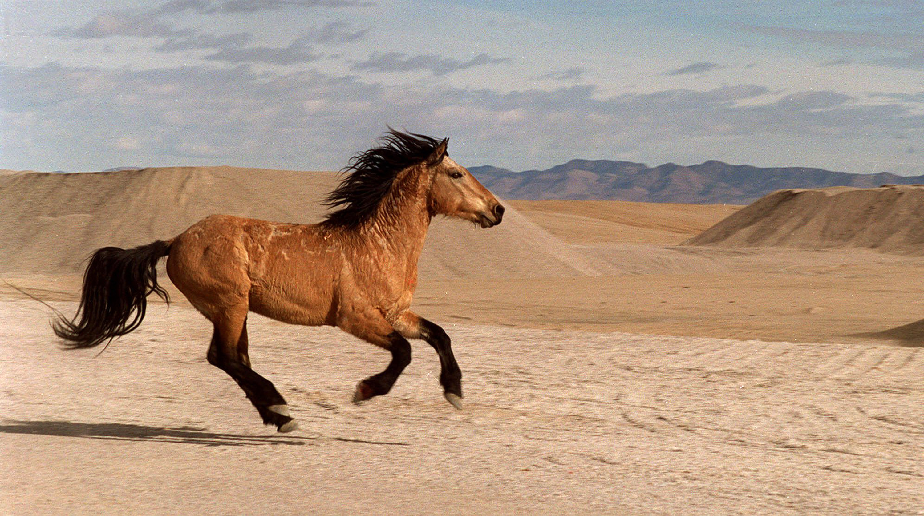 Wild Horse HD Wallpaper Background