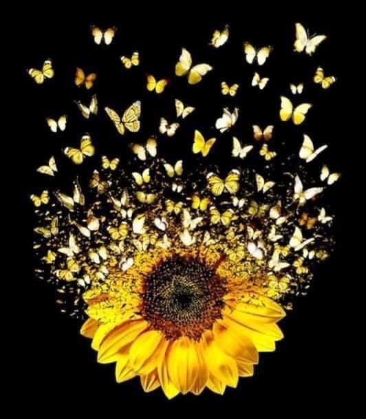 Beautiful Butterfly Photography With Sunflower Wallpaper
