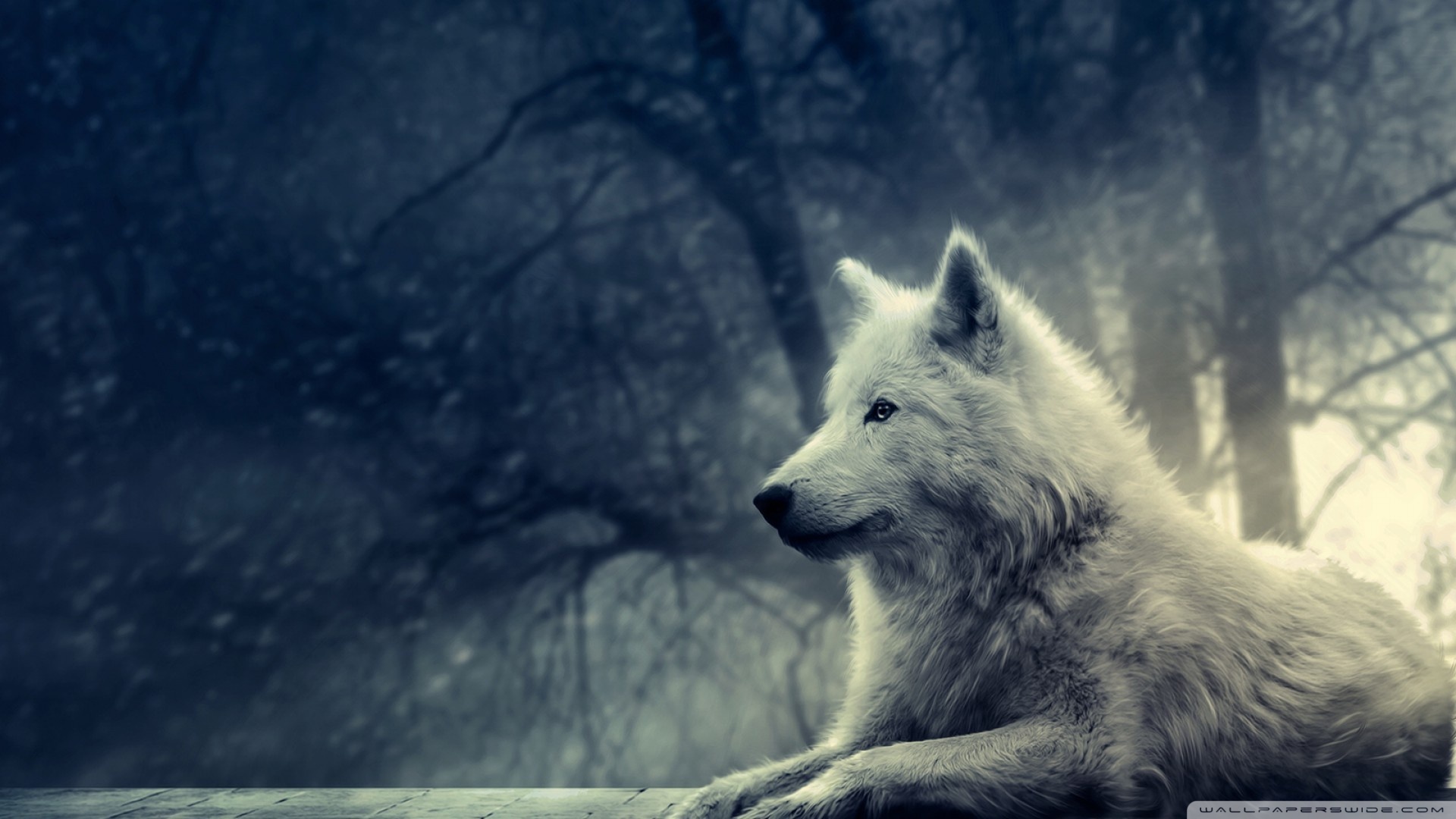 White Wolf Painting Wallpaper