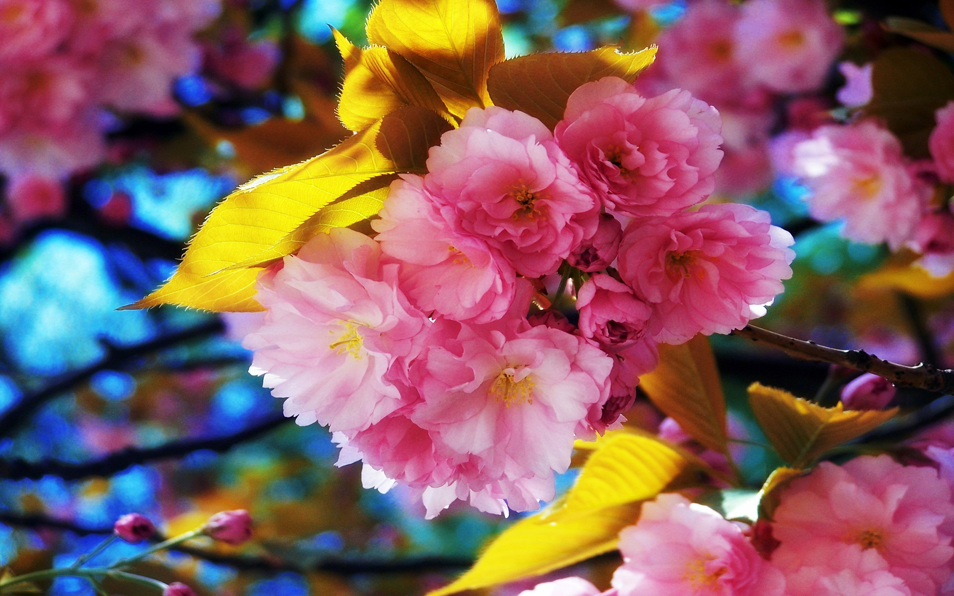 Beautiful Spring Flowers Puter Desktop Wallpaper Pictures