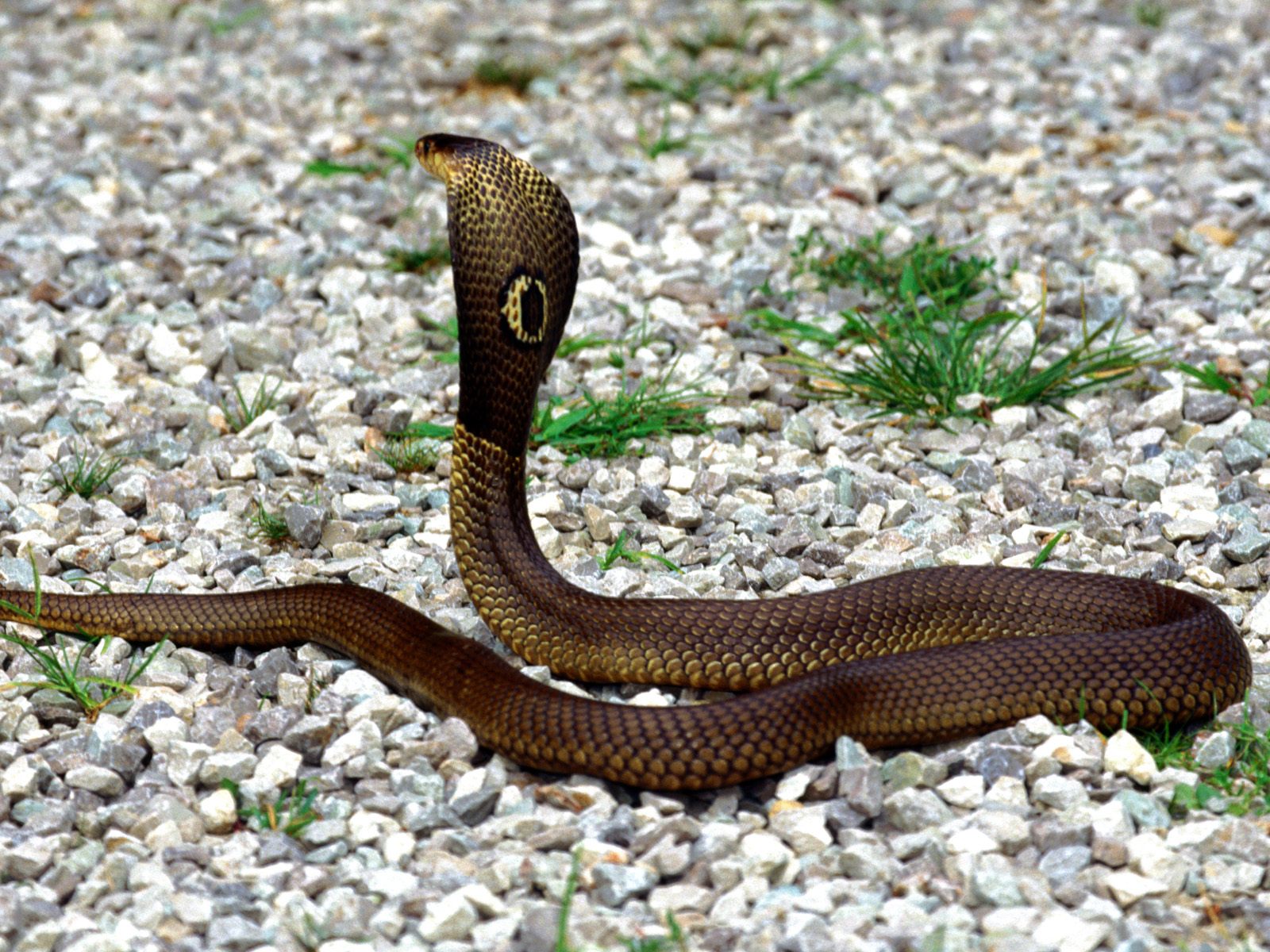 Snake Themes Image