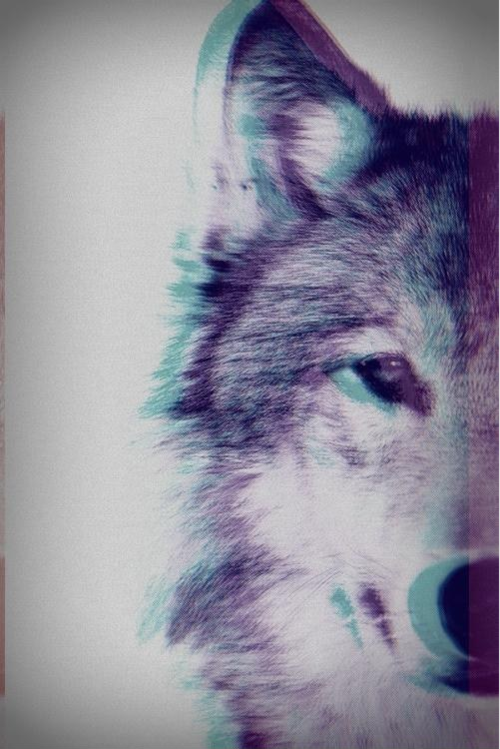 3d Wolf Pictures Photos And Image For