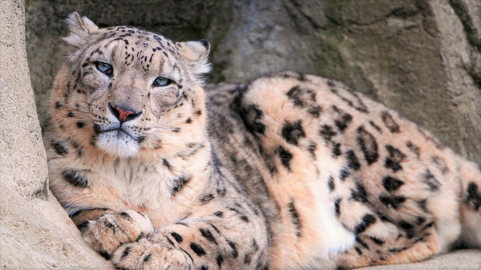 A majestic snow leopard resting against a rock, its striking blue eyes gazing into the distance