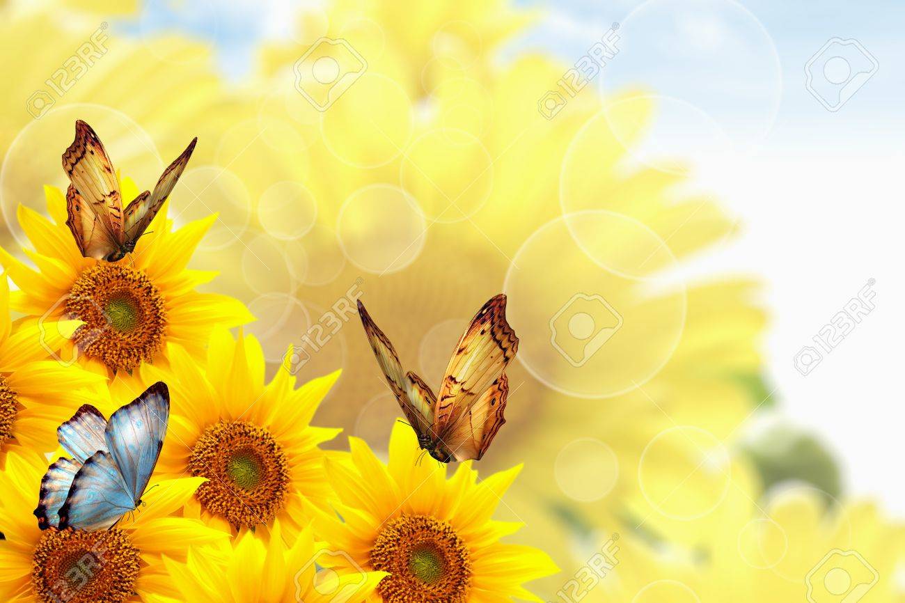 Sunflower Background With Butterflies Stock Photo Picture And