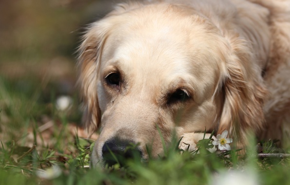 Wallpaper Golden Retriever Sadness Dog