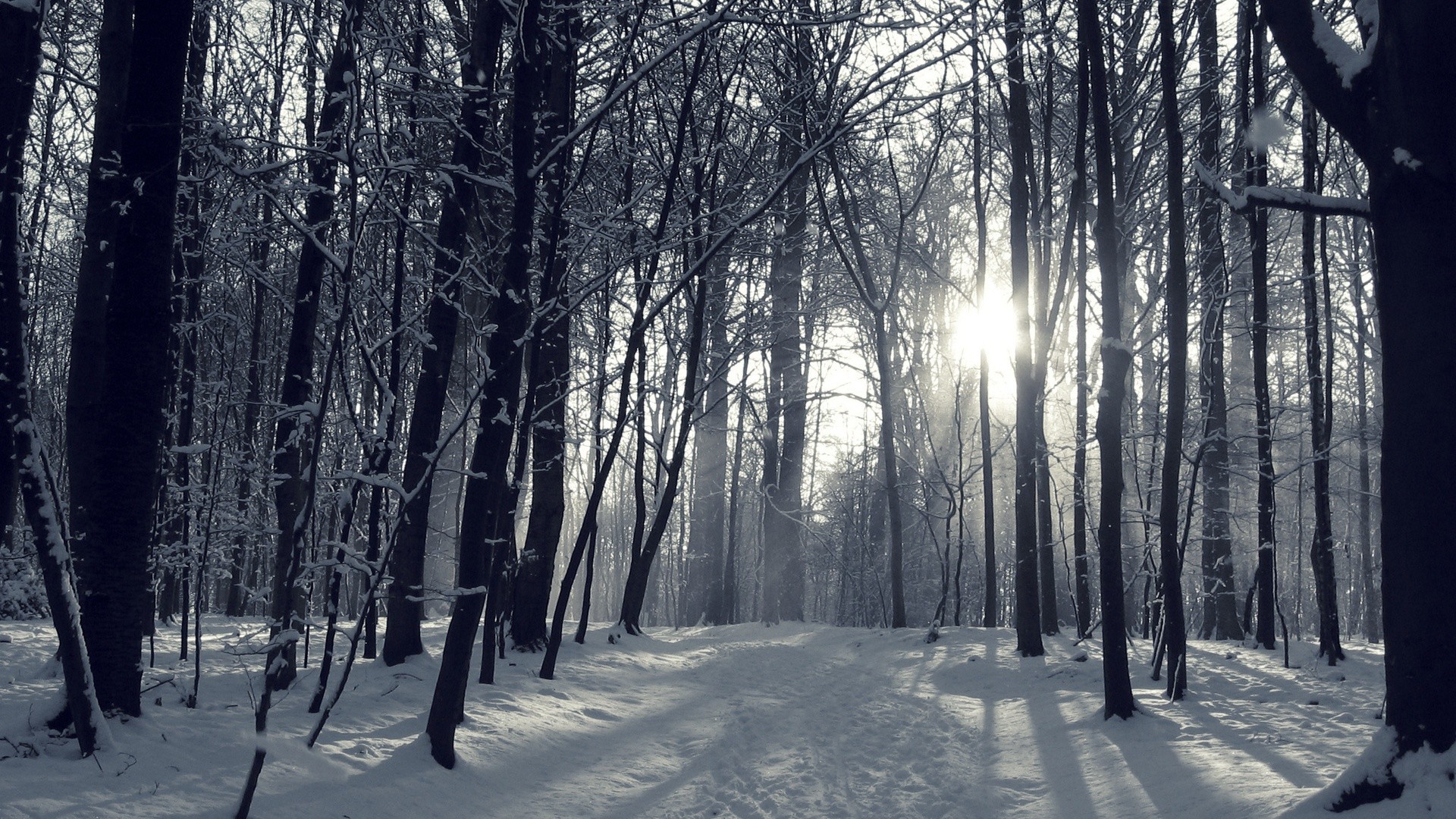 Winter Forest Wallpaper