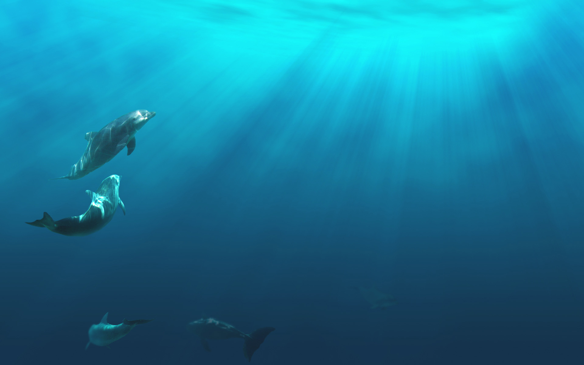 Dolphins Dolphin Ocea Sea Underwater Q Wallpaper