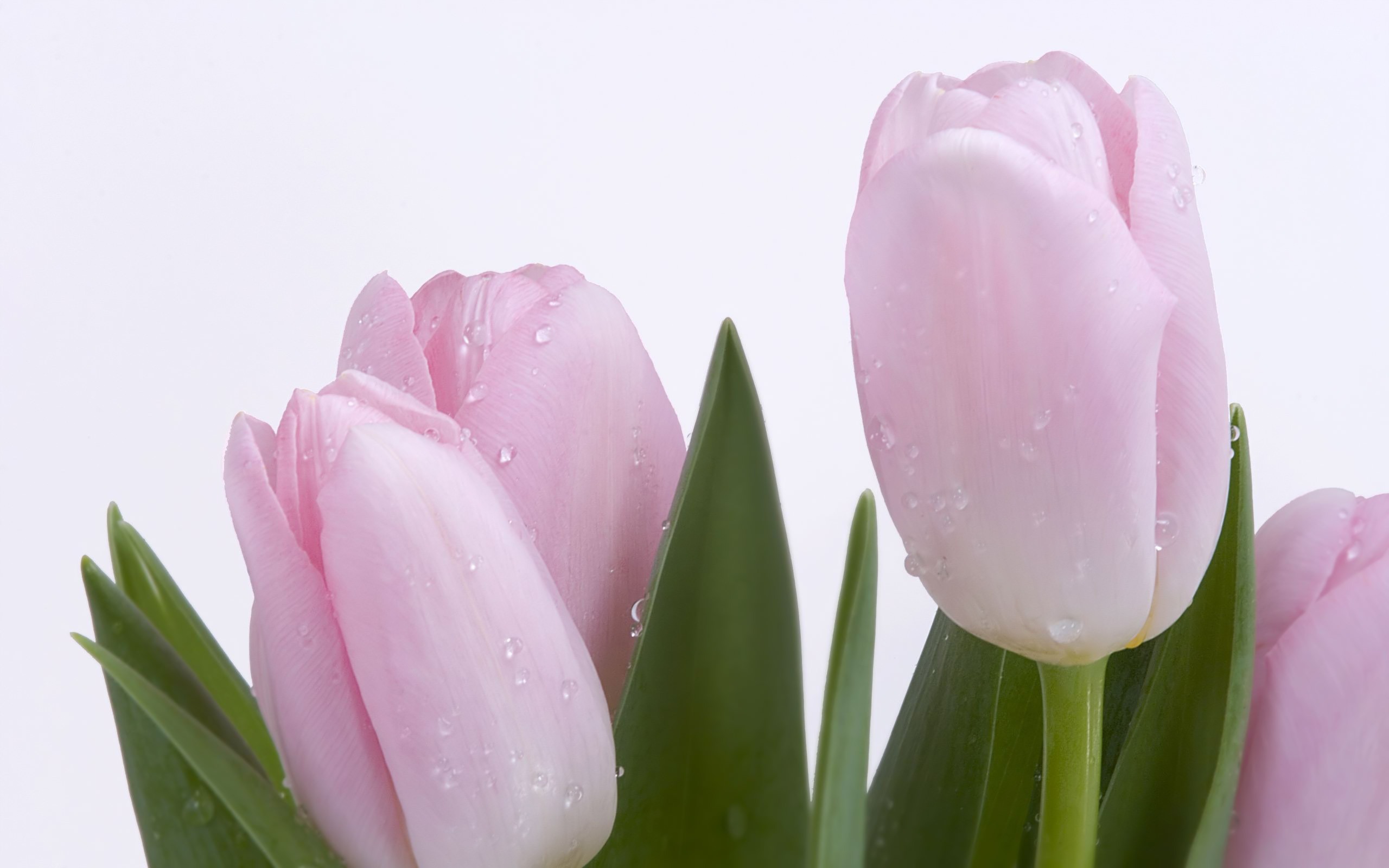 Light Pink Tulips Wallpaper