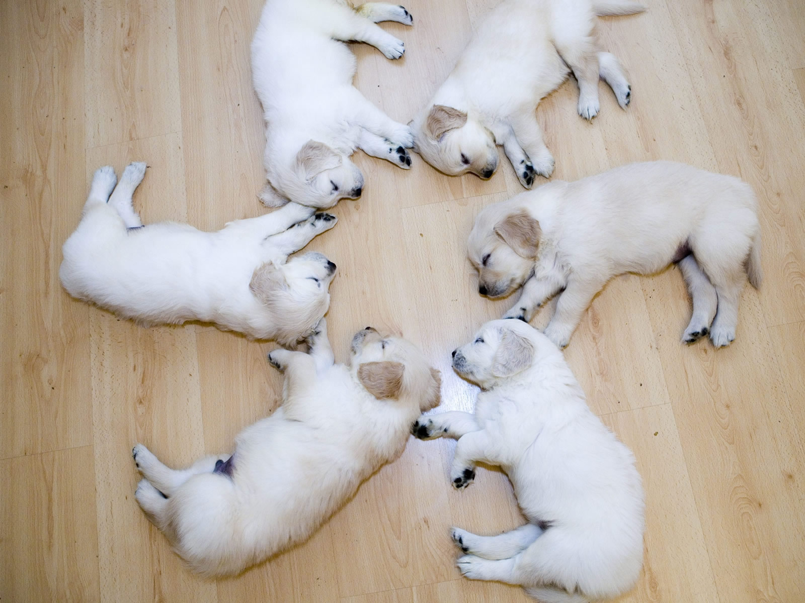 Baby dogsSleeping baby dogs