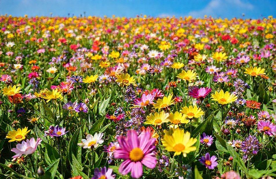 Spring Flowers Screensavers Wallpaper