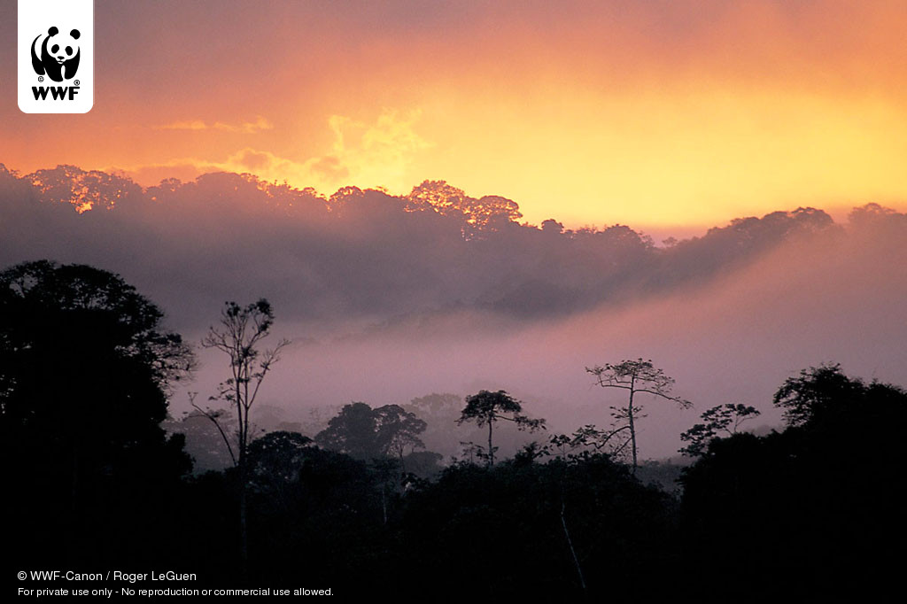 Amazon Rainforest Wwf Wallpaper Desktop