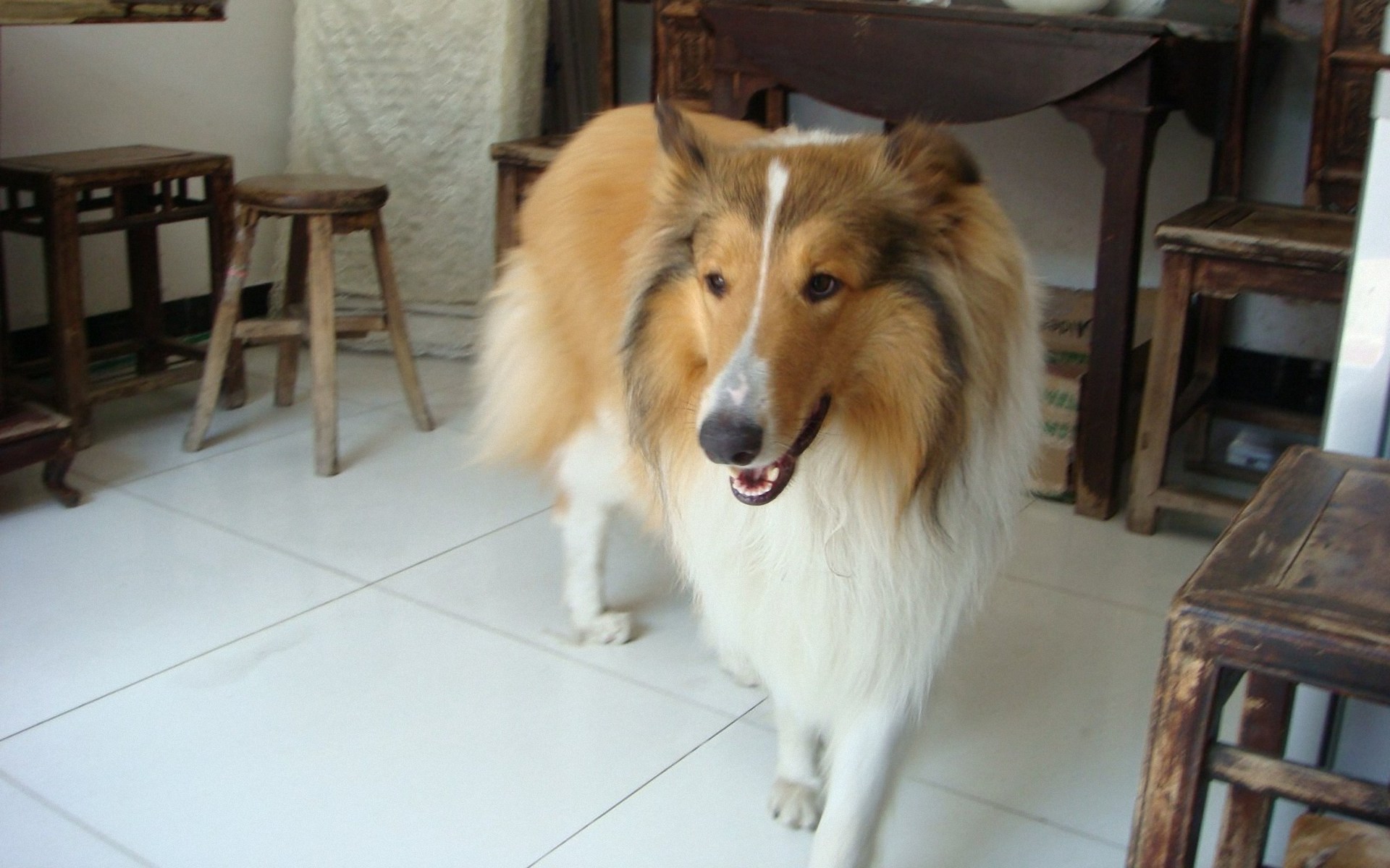 Free download Flowers on border Wallpaper by DubiousOrchid [1024x576