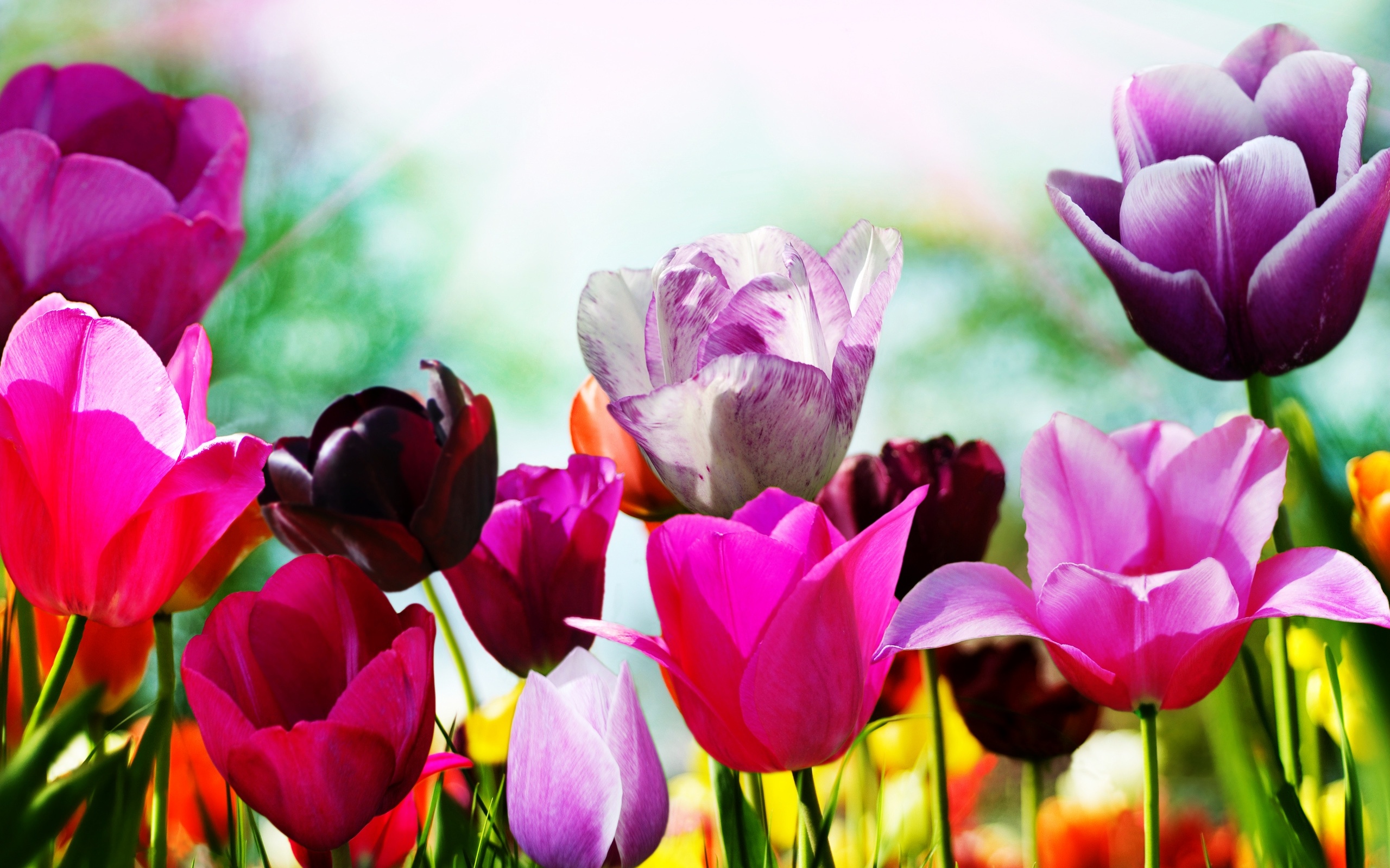 Tulips In Spring Wallpaper Stock Photos