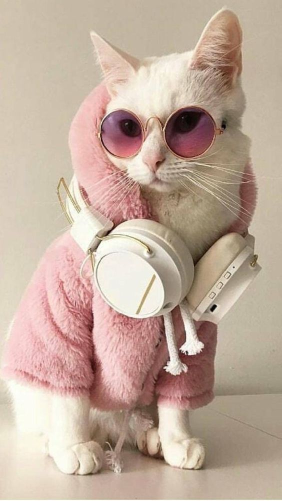 Pin em Cat Fashion