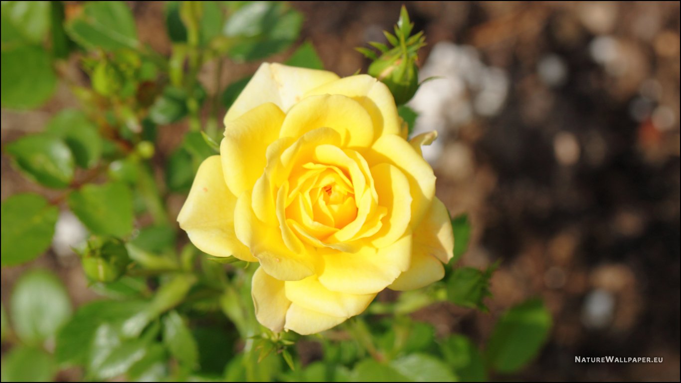 Yellow Fairy Rose Wallpaper Background
