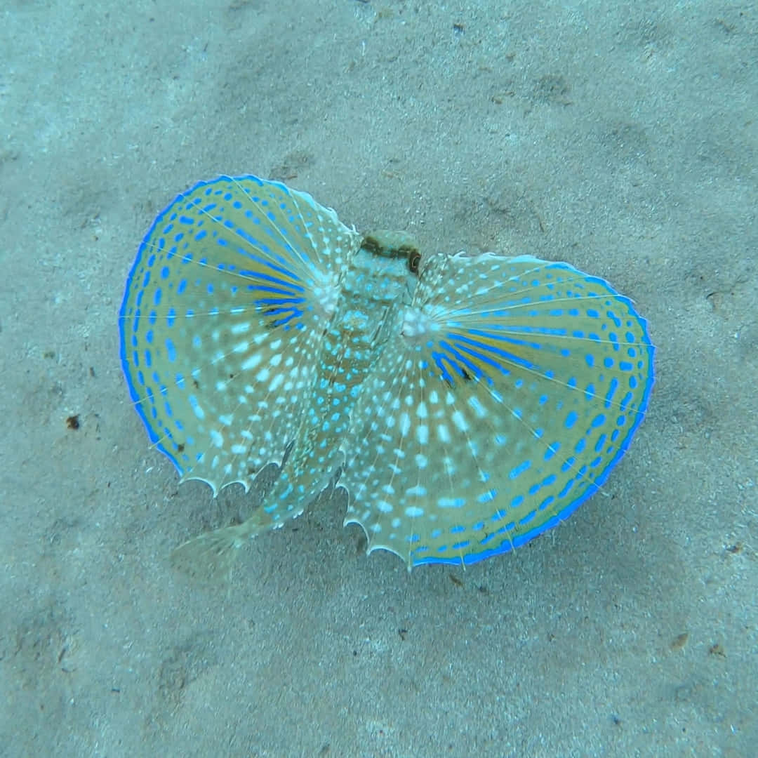 Flying Gurnard Spread Fins Underwater Wallpaper