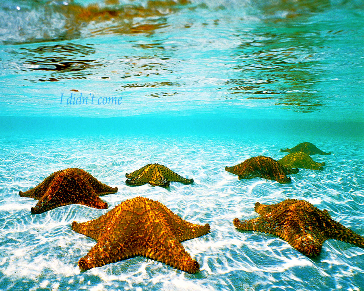 Starfish Underwater Wallpaper