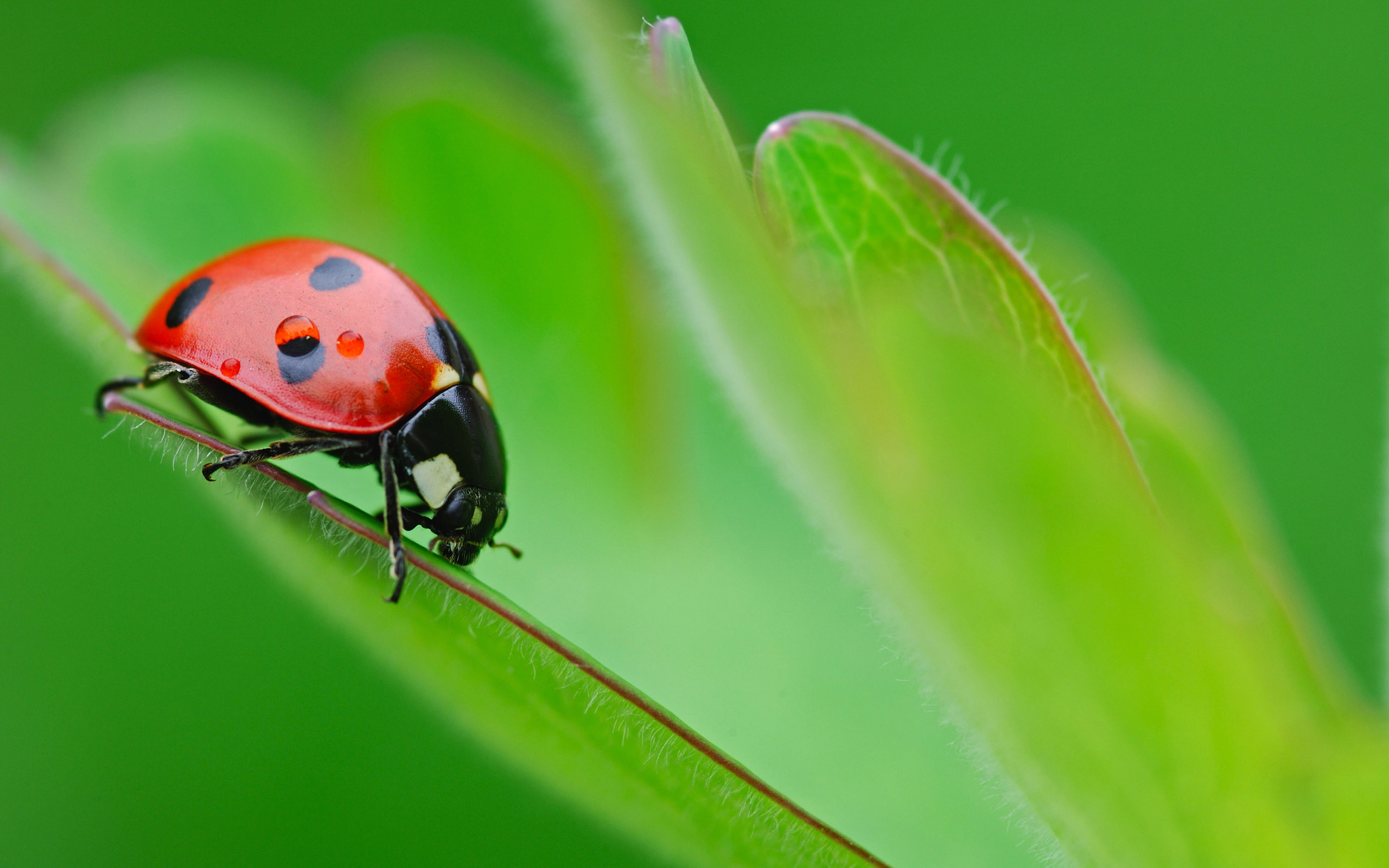 Ladybug Insect Wallpaper In The Dark On Flower