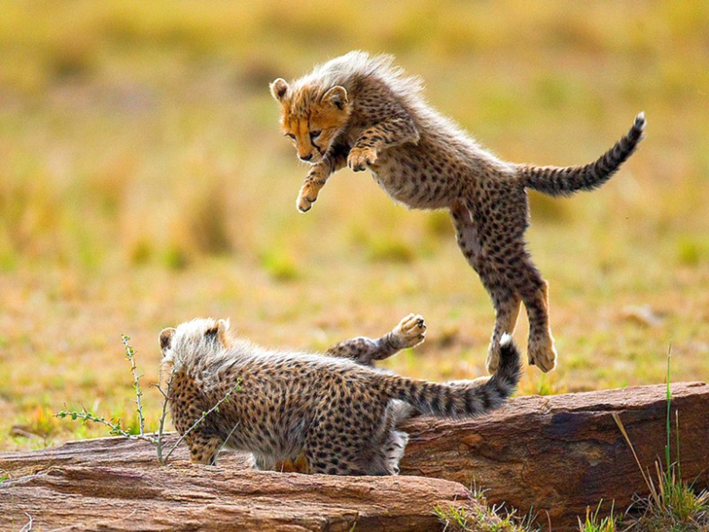 Cheetah Cubs   wallpaper