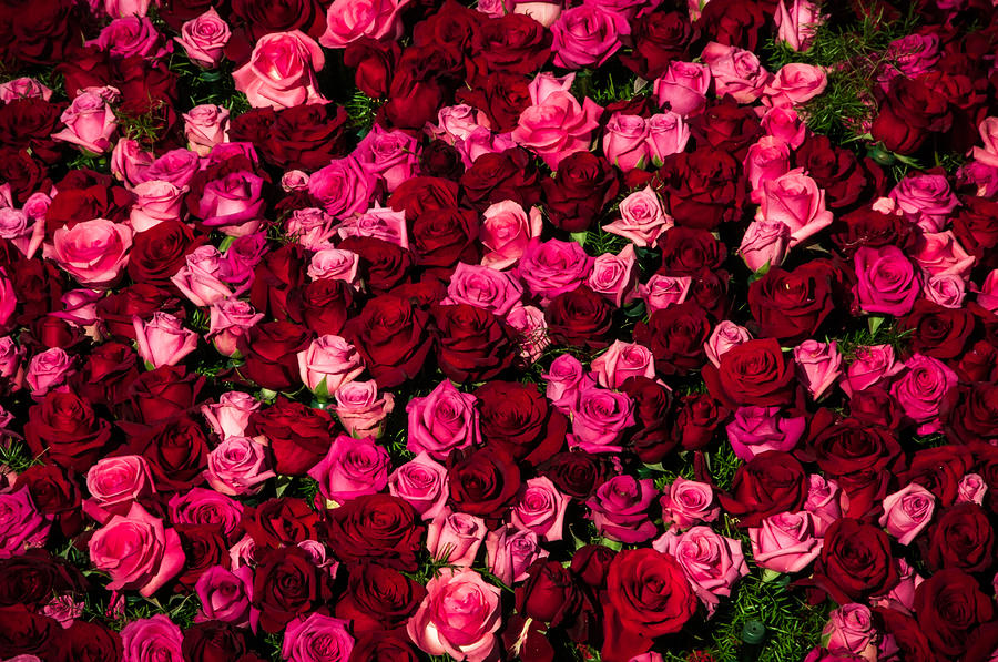Bed Of Red Roses Is A Photograph By Connie Cooper Edwards Which Was