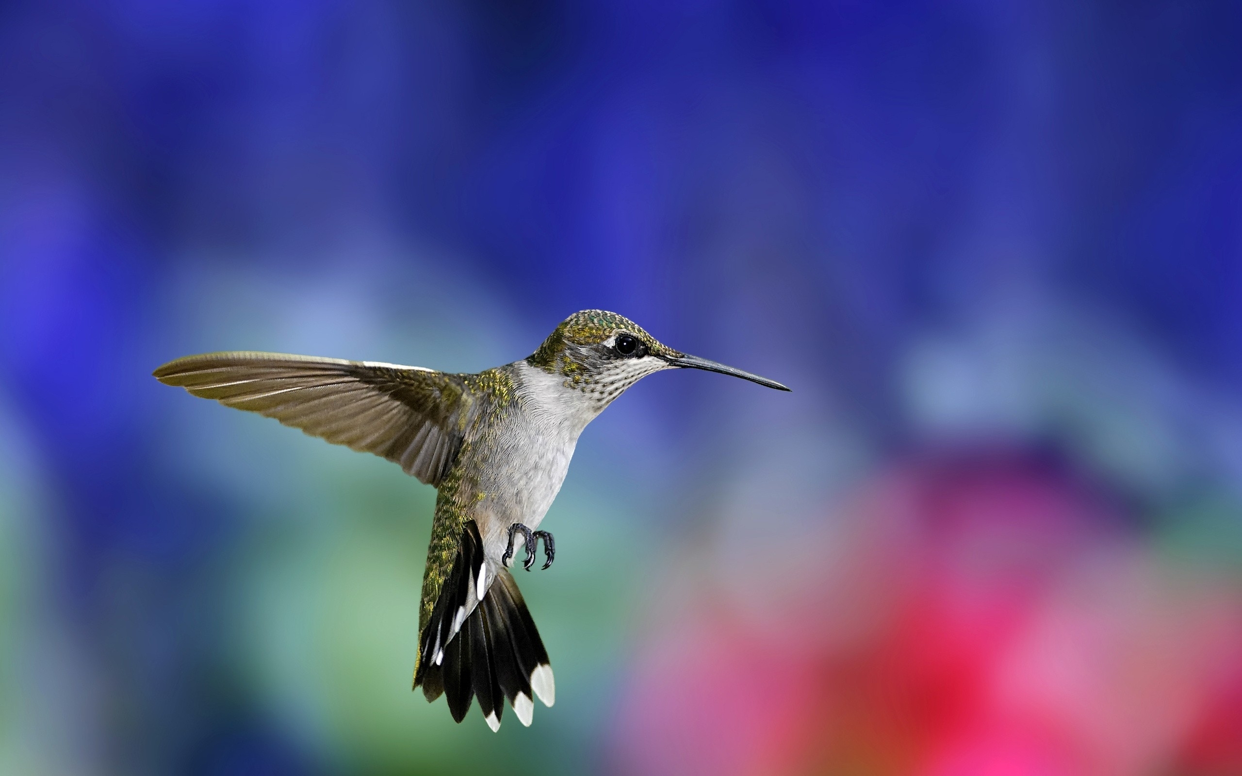 Colibri Hummingbirds Fond D Cran