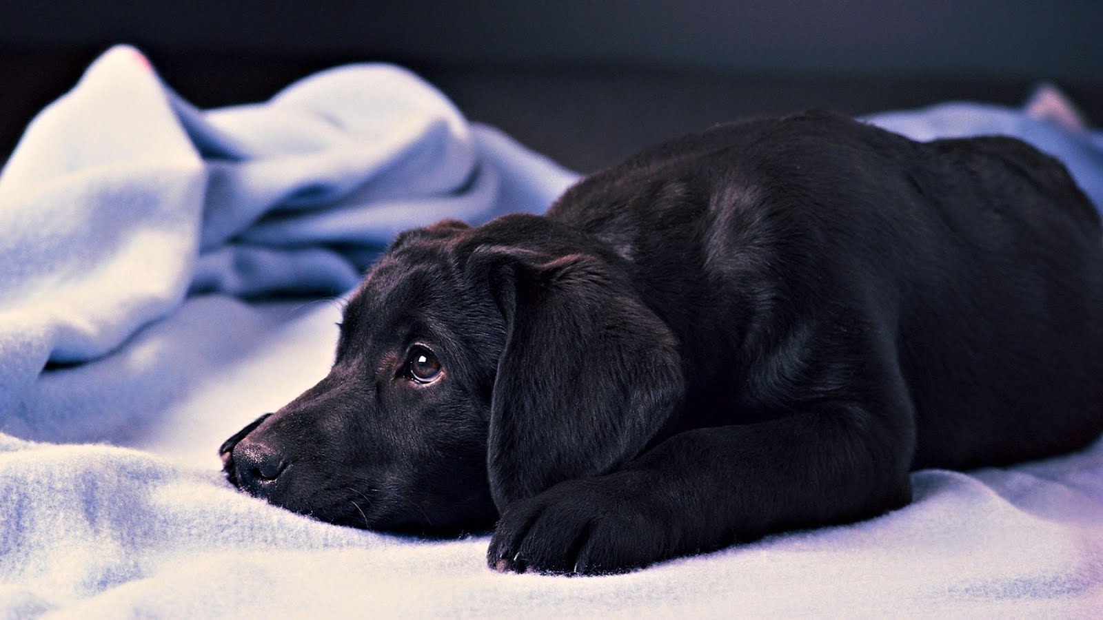 Black Labrador Retriever Puppy Wallpaper Puppies