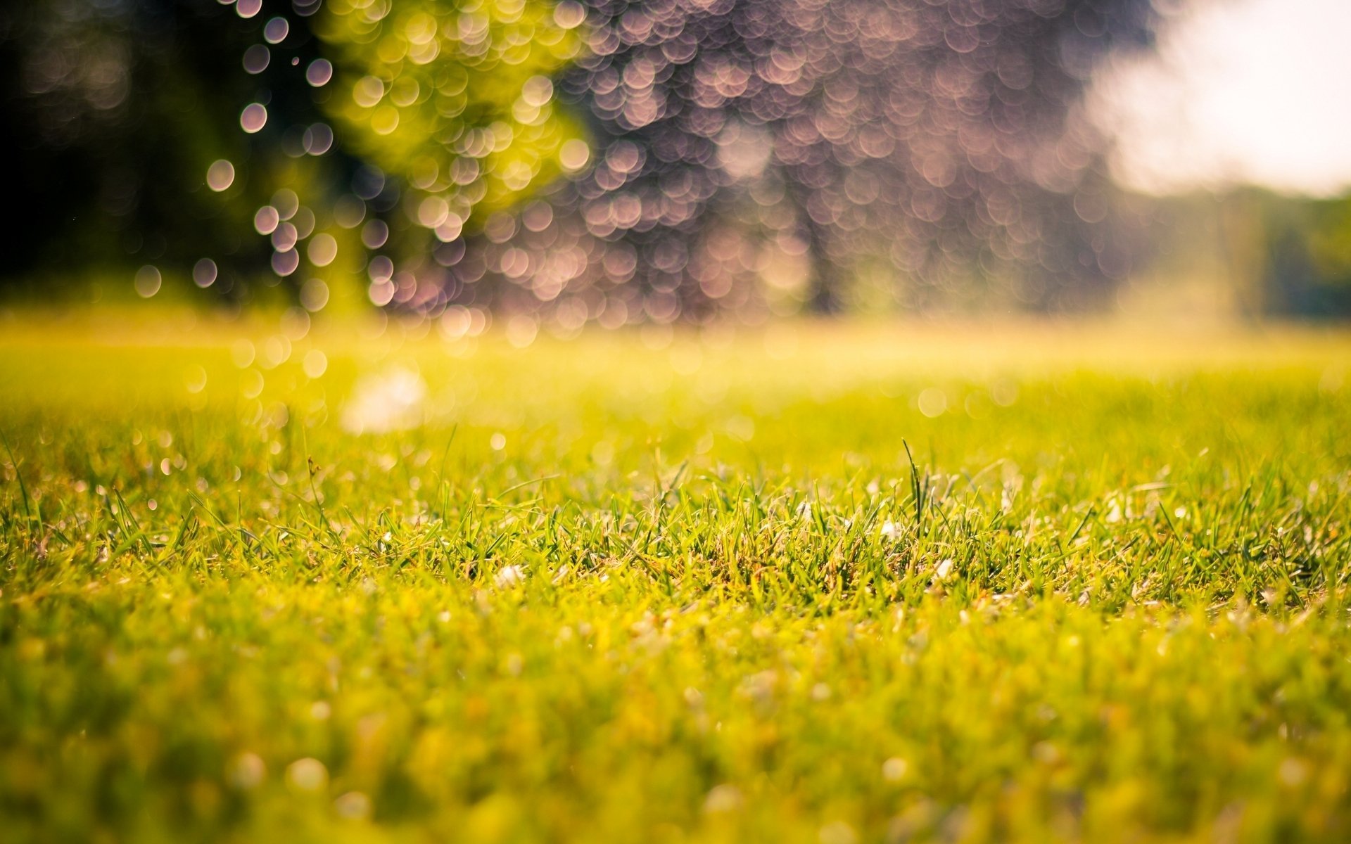 Nature Meadow Grass Green Morning Day Bokeh Blur Macro Background