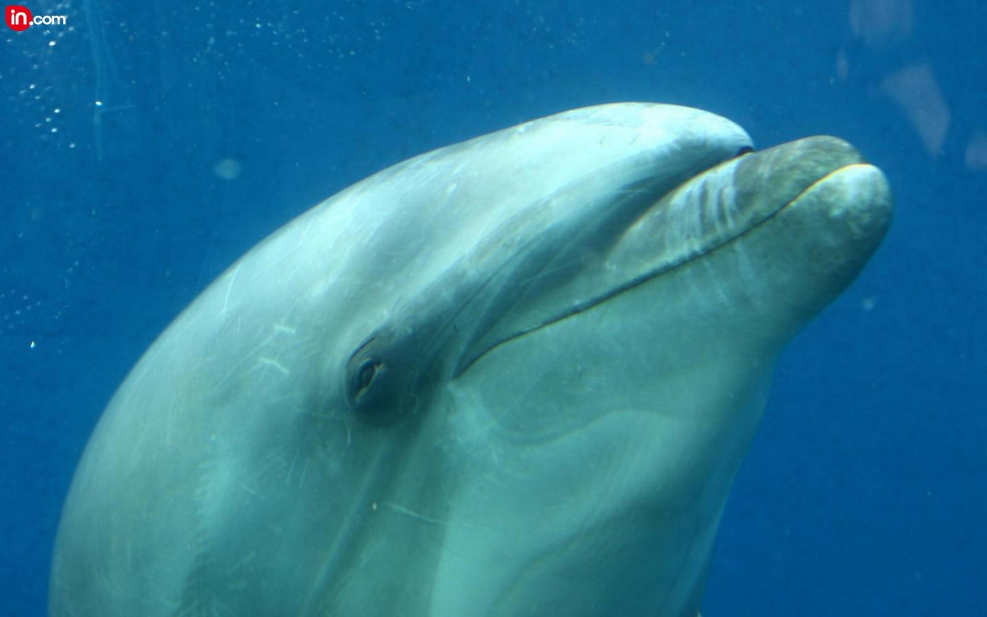 Desktop Animated Dolphins Pics Dowload 3d HD Picture Design