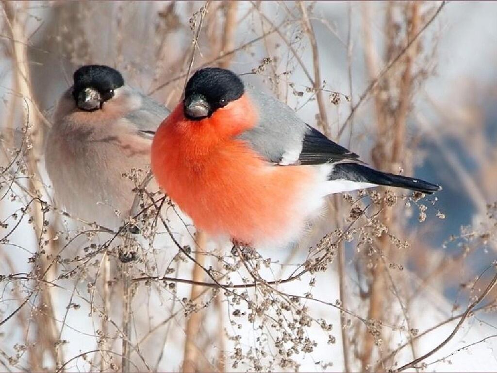Couple Birds Animals Winter IwallHD Wallpaper HD