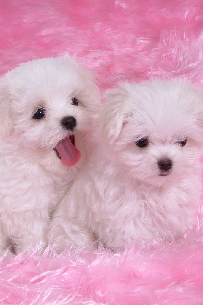 Background Pictures Photos iPhone Wallpaper Puppies Love Pink