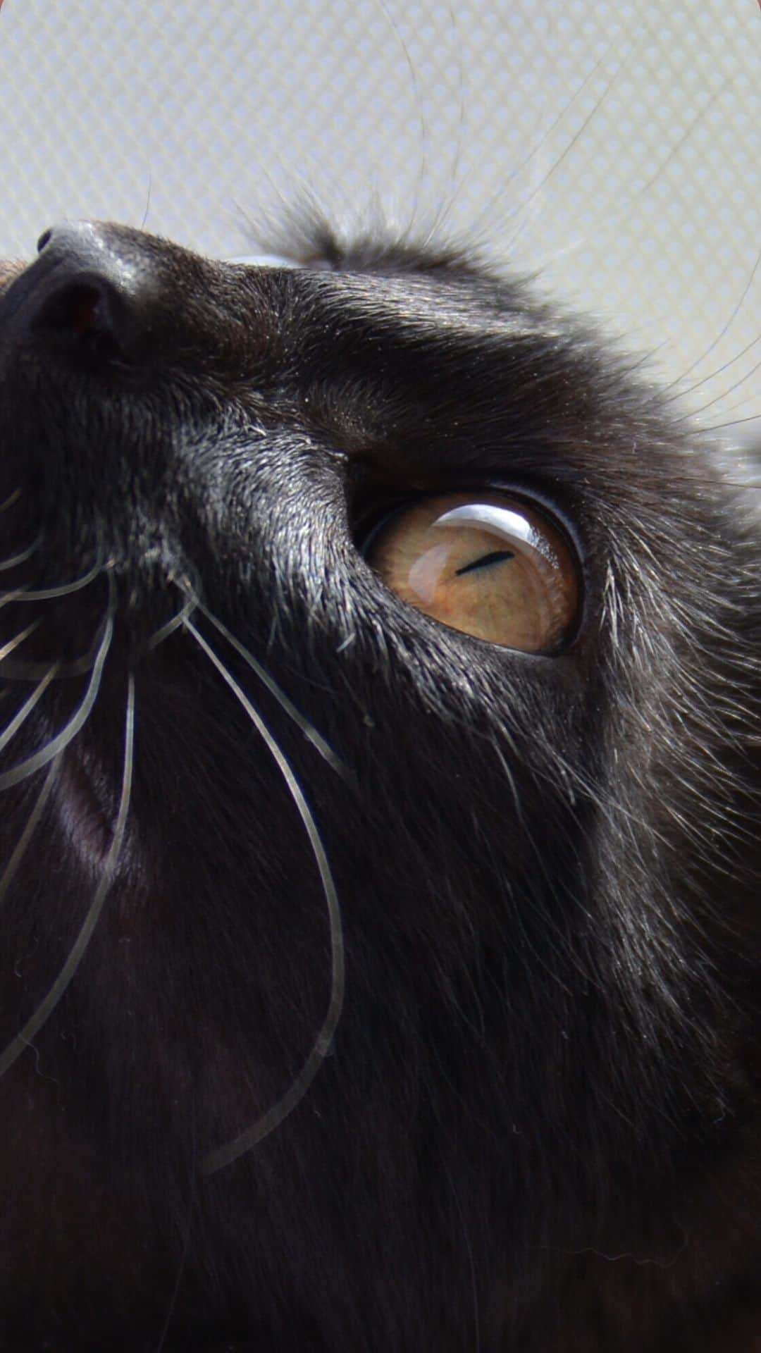 Black Cat Wallpaper For iPhone I Photograph Shelter Cats