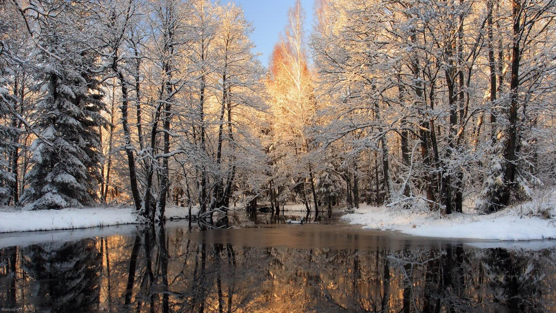 Pixels Wallpaper Tagged Forest Landscape Winter