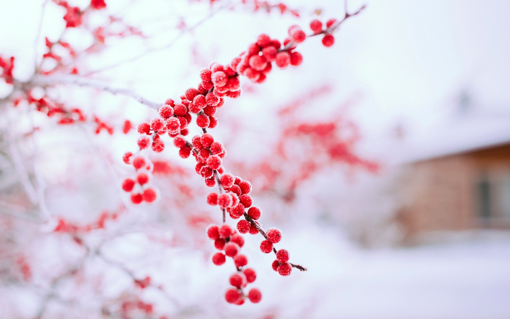 Berries Red Branch Tree Winter Nature Wallpaper