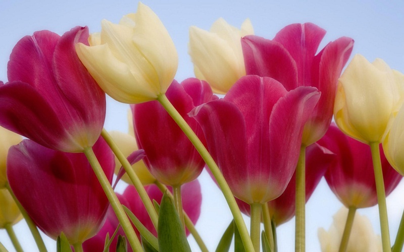 Tulip Flower Wallpaper Full HD For