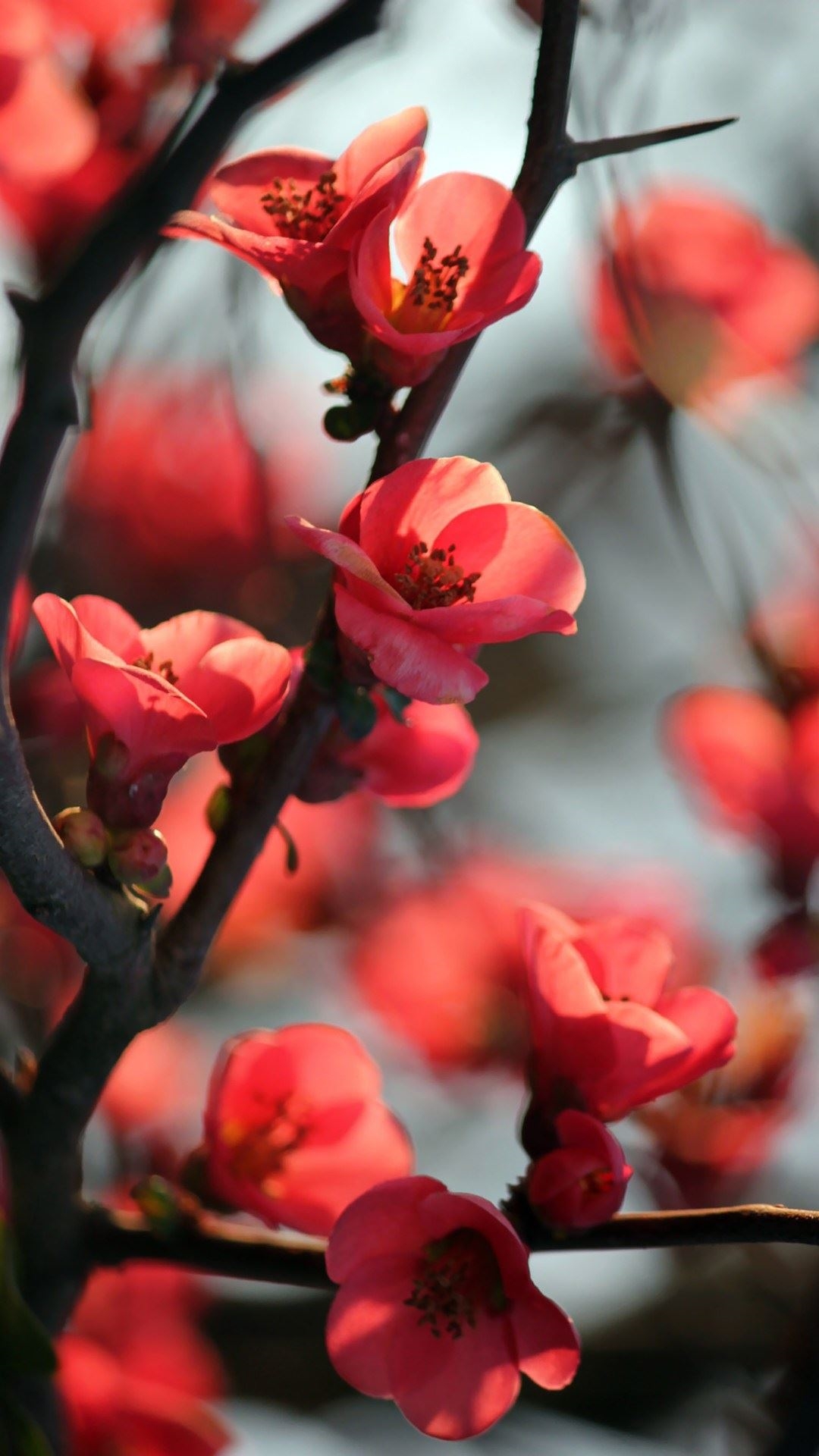 Rote Kirsche Baum Blumen iPhone 6s Plus Wallpaper Und