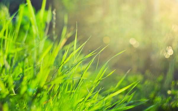 Grass Wallpaper And Background