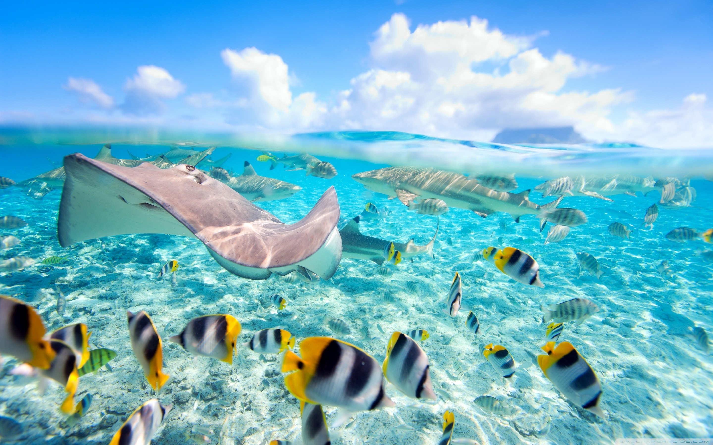 Tropical Underwater World Ultra HD Desktop Background Wallpaper