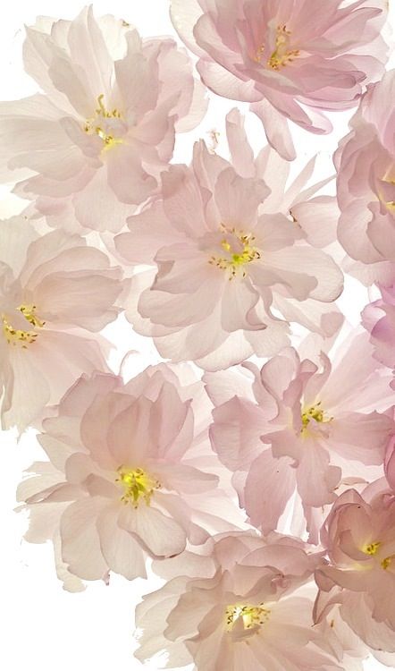 Flowers Phone Wallpaper Background Background Pintere