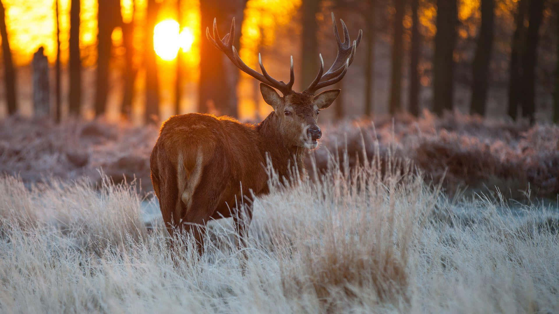 A Deer In Beautiful Natural Landscape Wallpaper