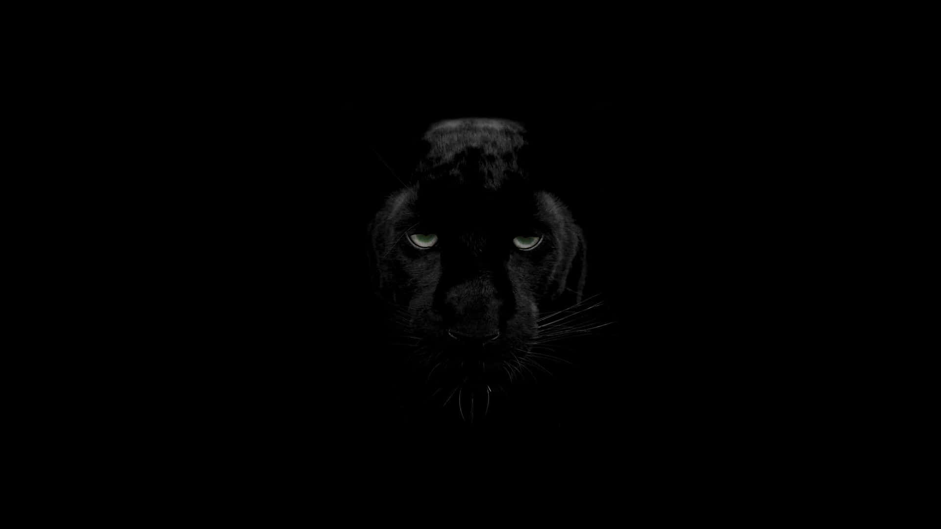 Dark Animals Wallpaper