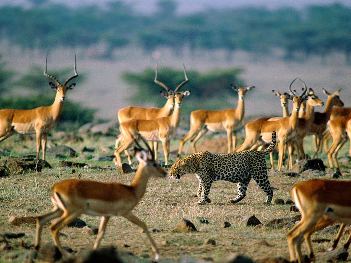 Antelope Animals Wallpaper